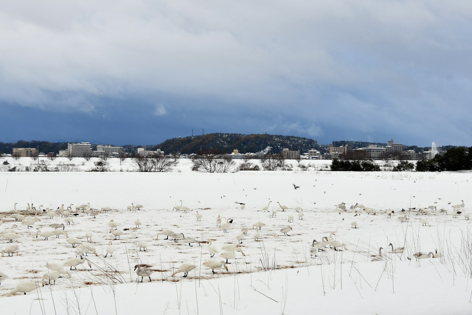 Paesaggio rurale innevato con montagne in lontananza