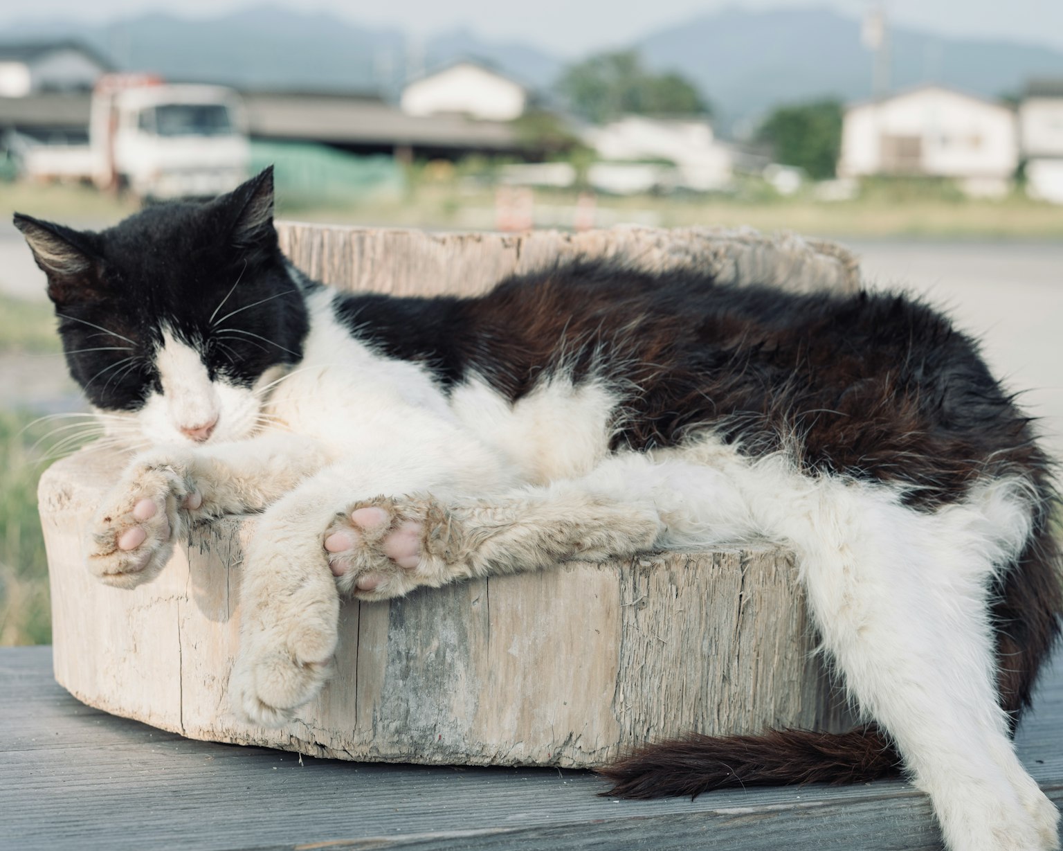 Kucing hitam dan putih berbaring di permukaan kayu