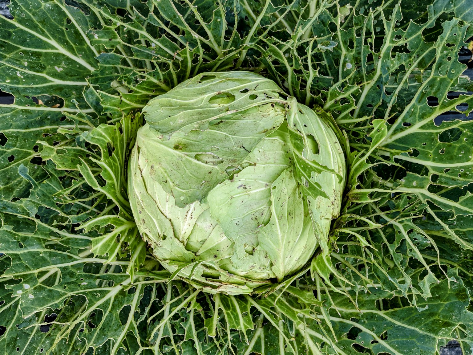 A green cabbage surrounded by large leafy greens