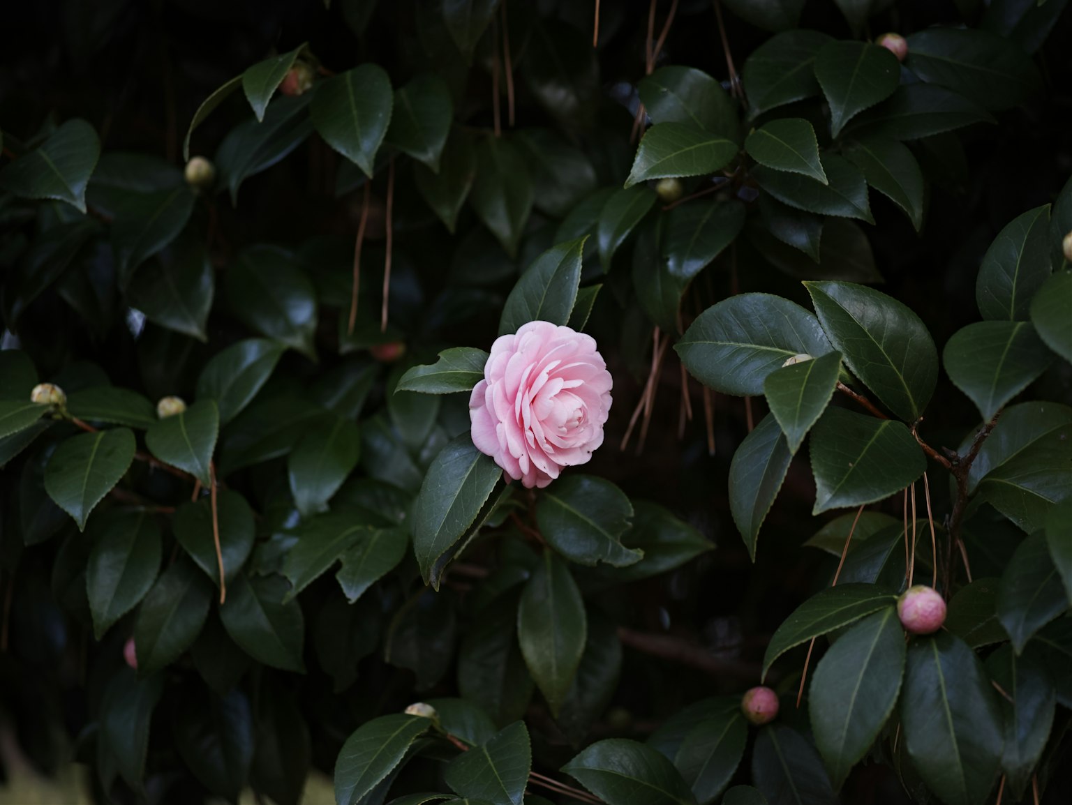 Un fiore di camelia rosa pallido che sboccia tra le foglie verdi