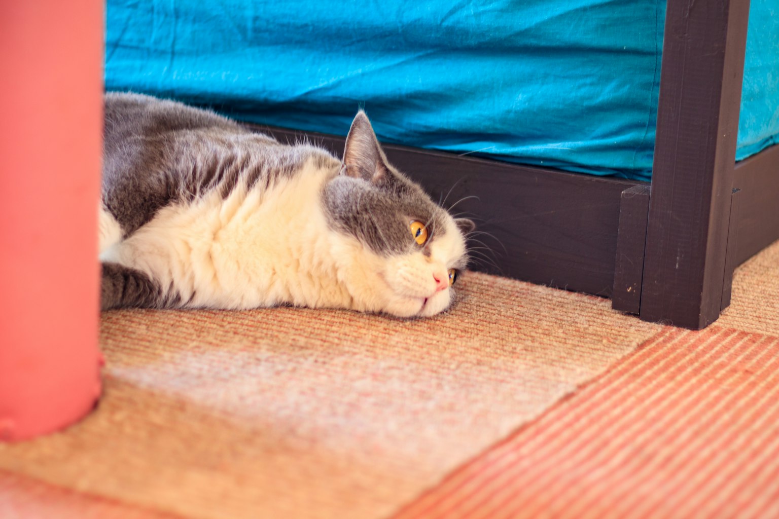 Gatto grigio e bianco sdraiato sotto il letto