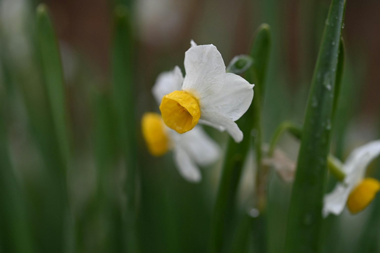 Flor de narciso con pétalos blancos y centro amarillo floreciendo entre tallos verdes