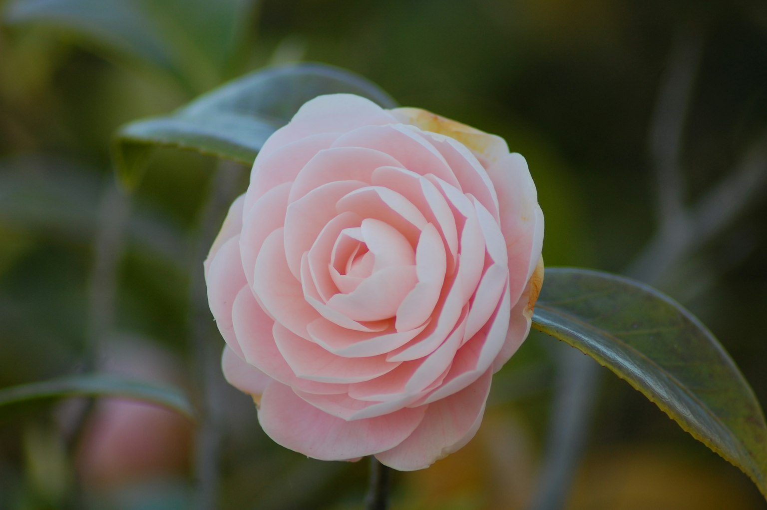 Flor de camelia rosa con pétalos en capas y hojas verdes