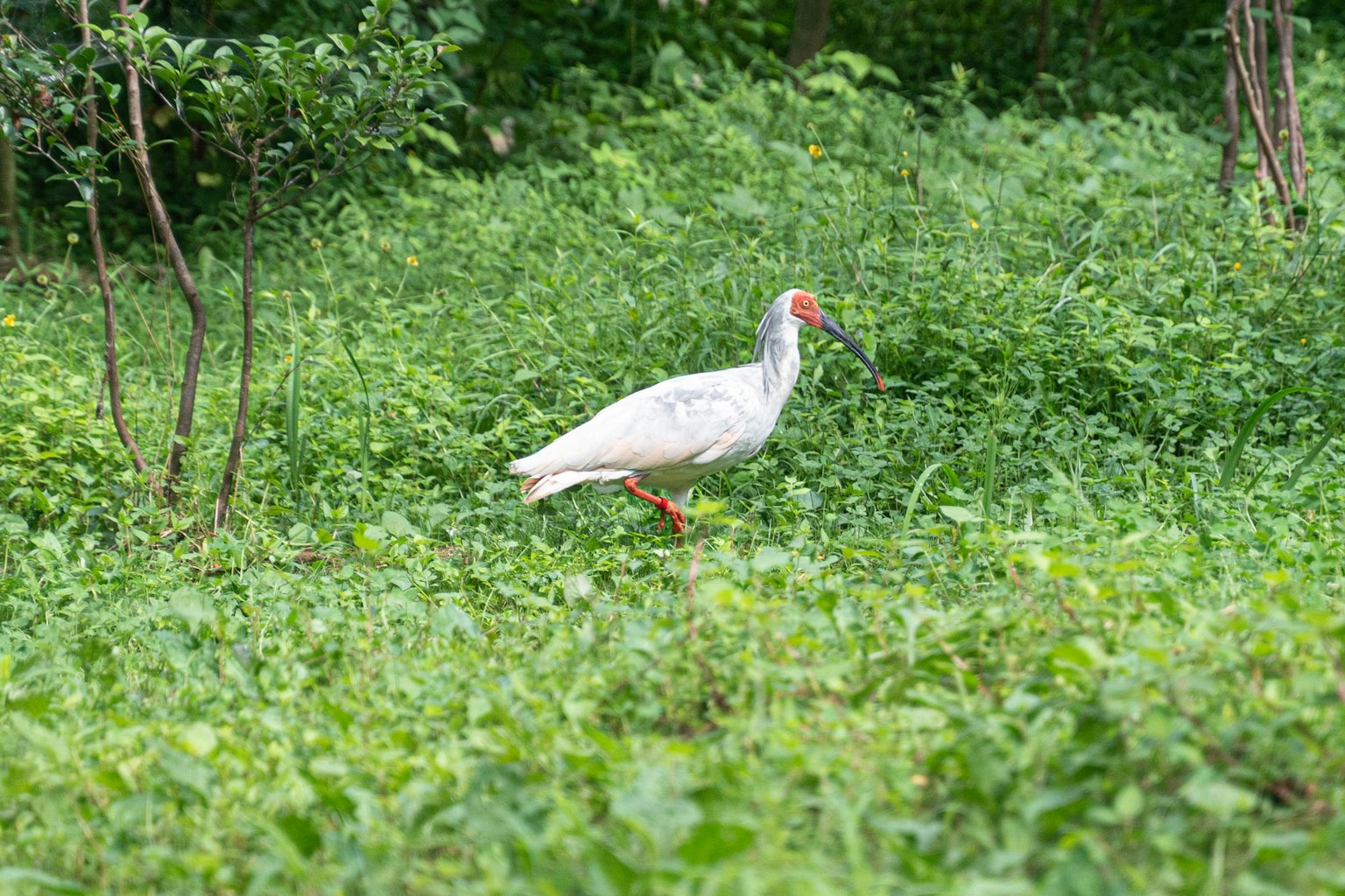 Burung putih berjalan di rumput hijau
