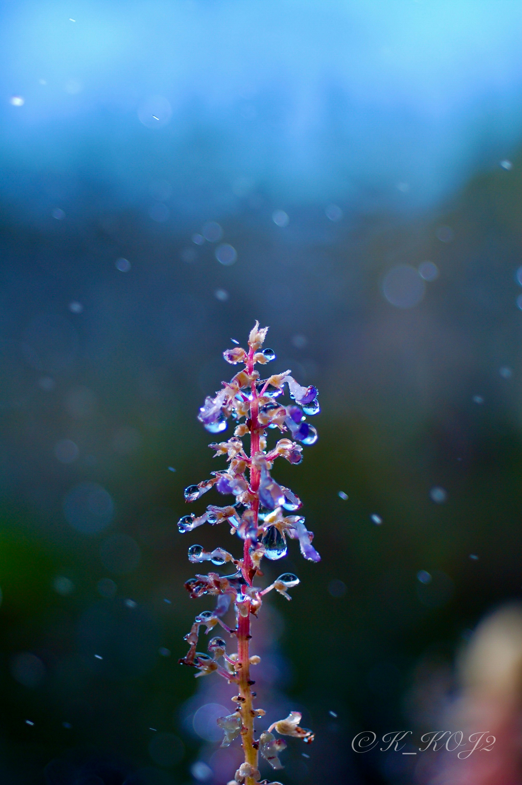 スプリンクラーの水滴とボケのある花のマクロ
