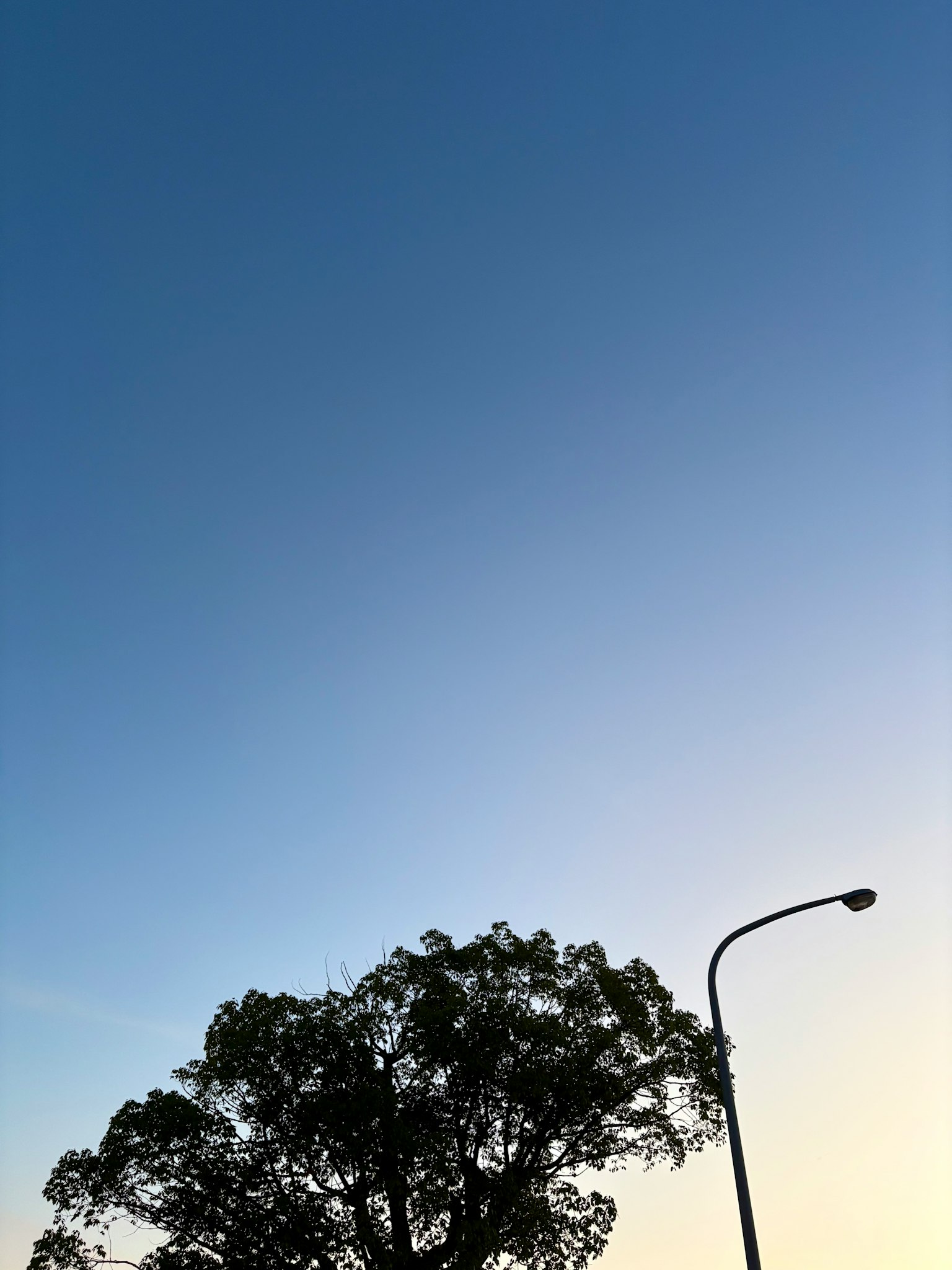 Silhouette di un albero contro un cielo blu chiaro
