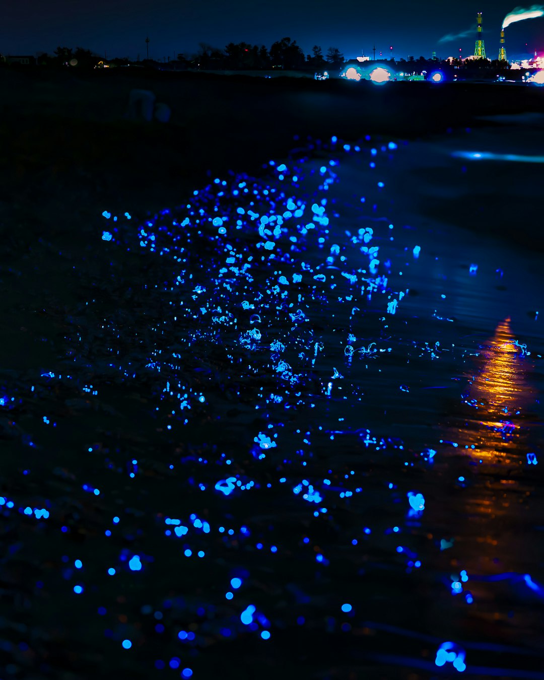 富山湾の新月の夜に広がる青い光の水面