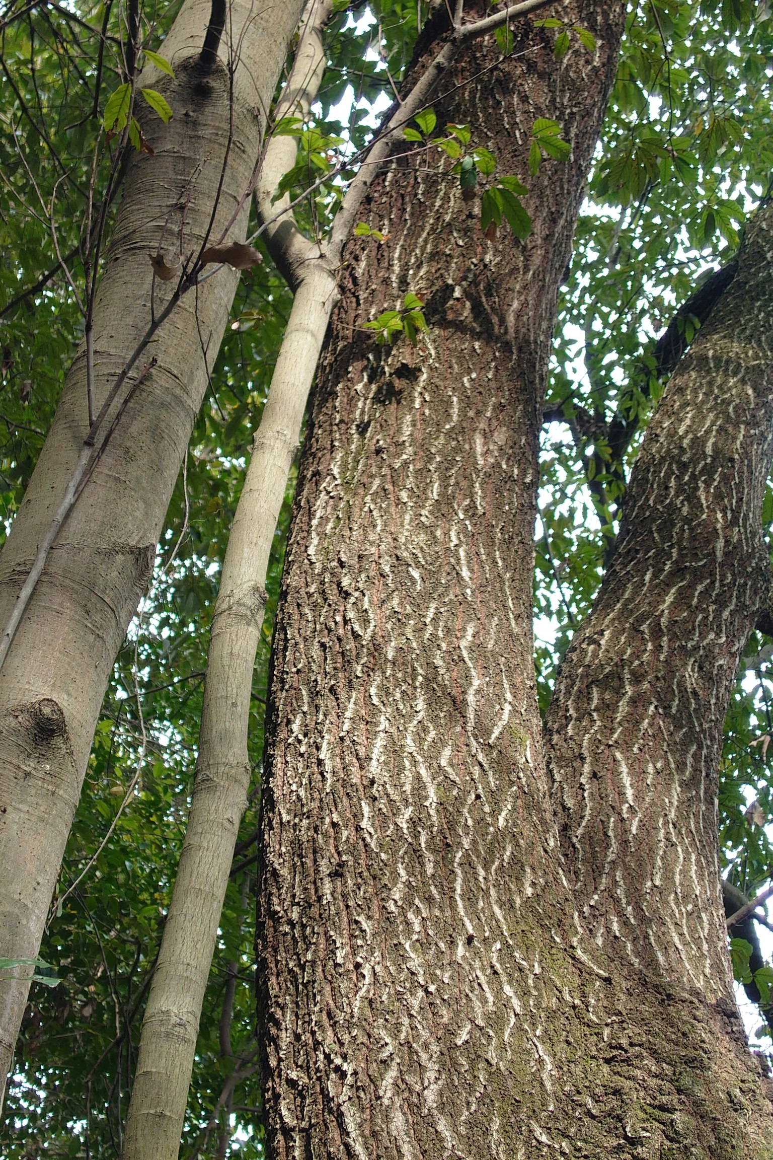 Tronc d'arbre épais et tronc d'arbre mince se croisant dans une forêt verdoyante