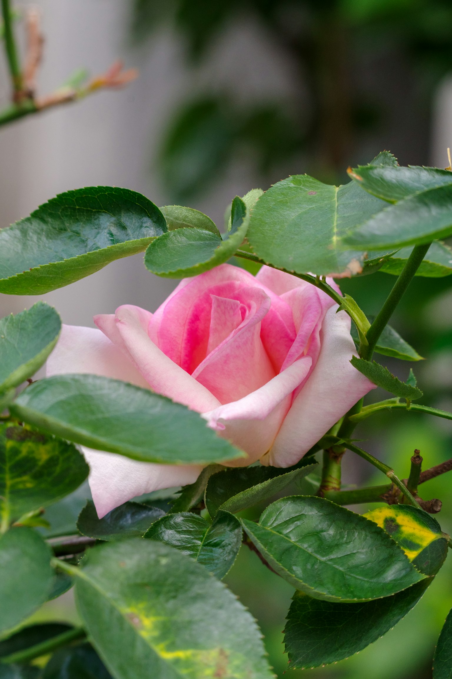 A light pink rose surrounded by green leaves