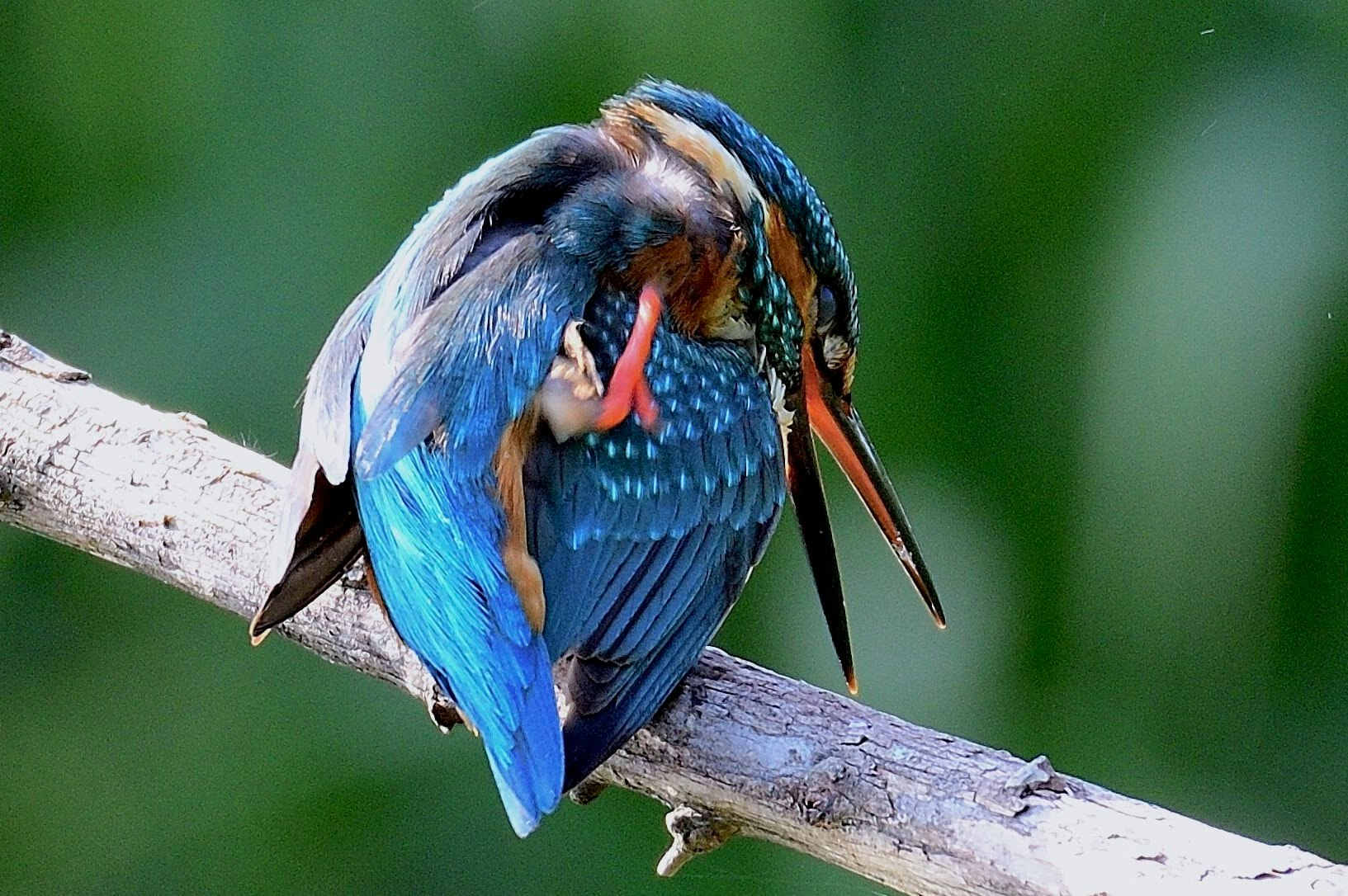 blue bird preening on a branch