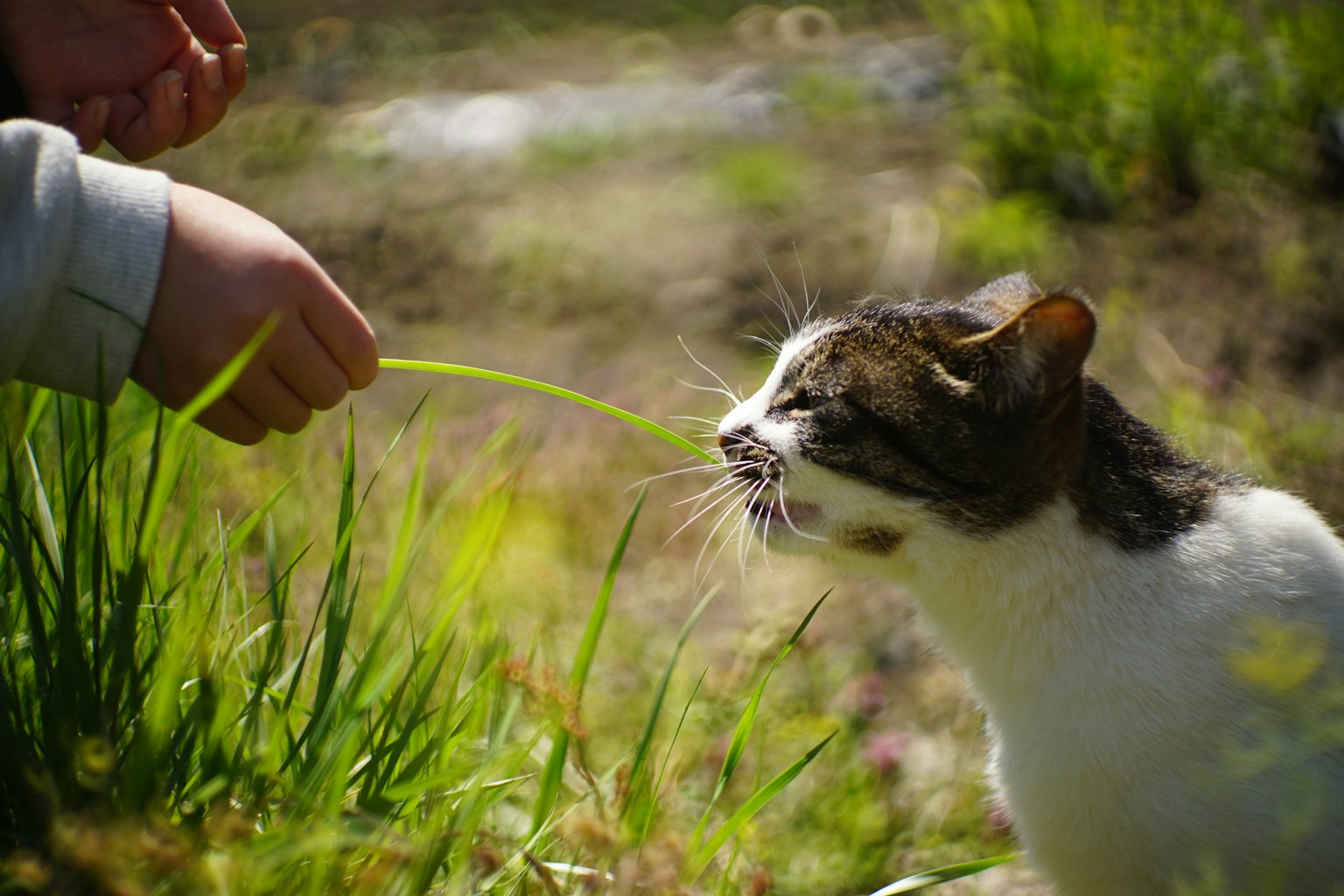 Enfant tendant de l'herbe vers un chat blanc et brun