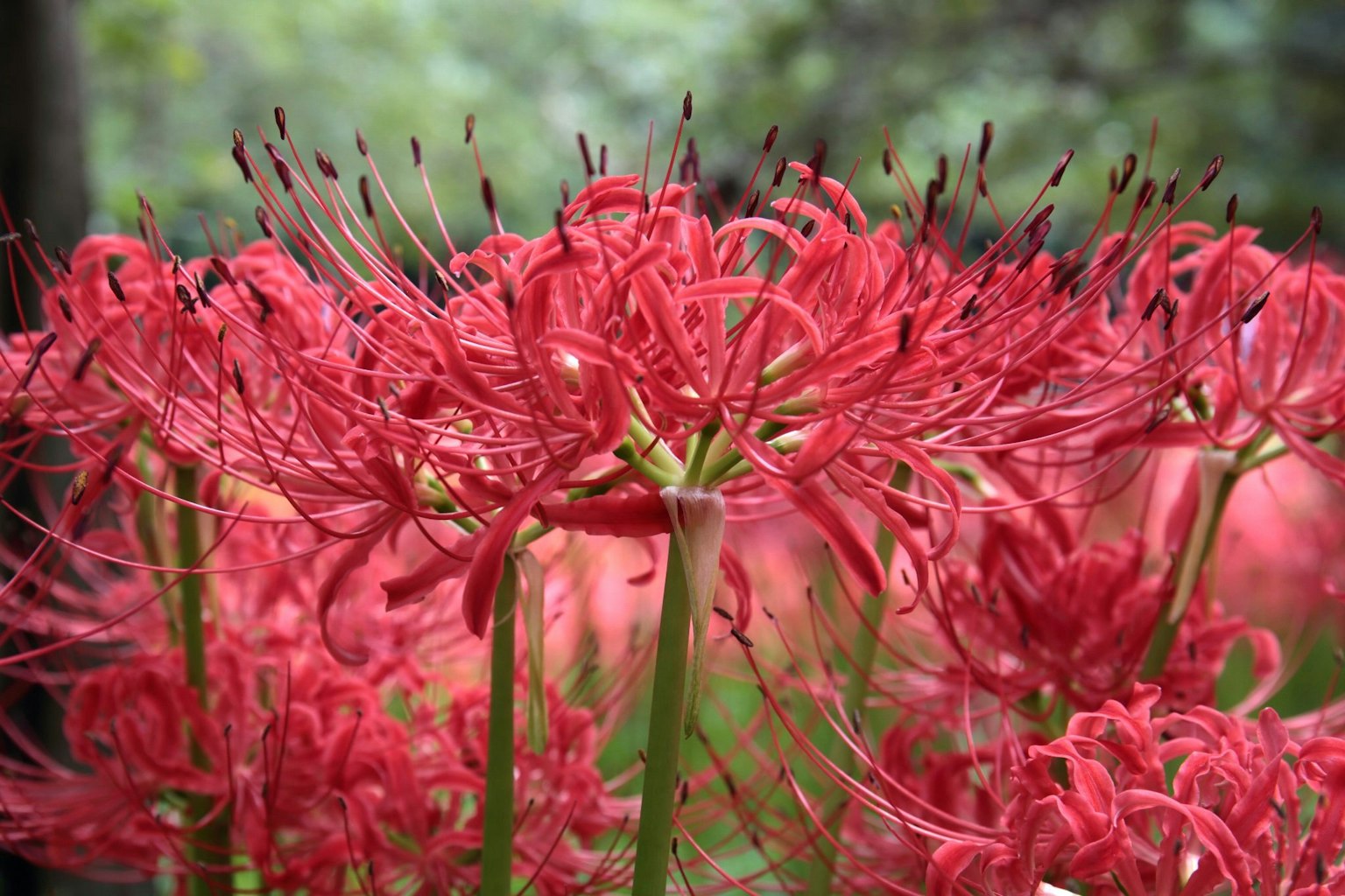 Gruppe von roten Spinnenlilien in Blüte