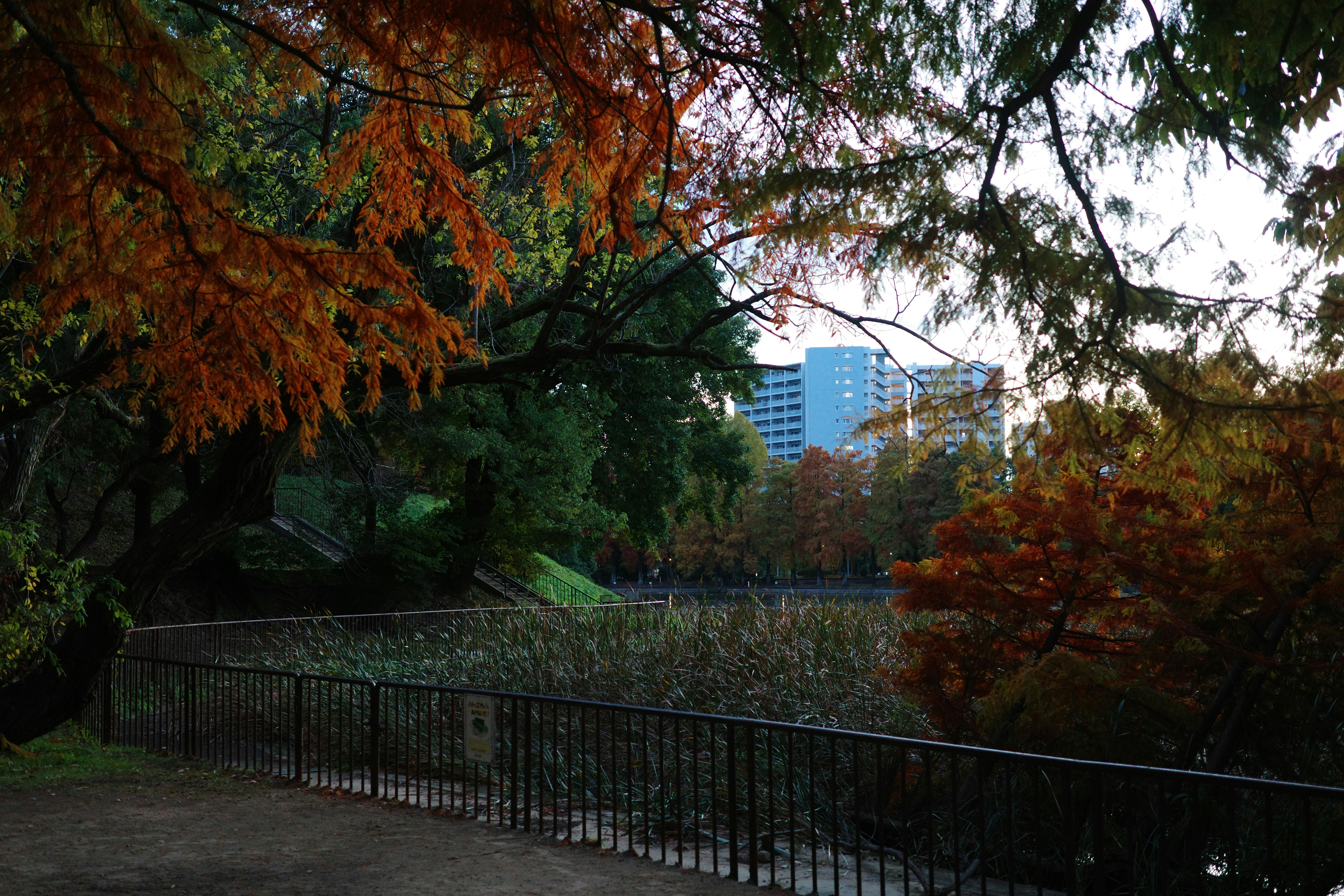紅葉の並木とフェンスのある公園の小道