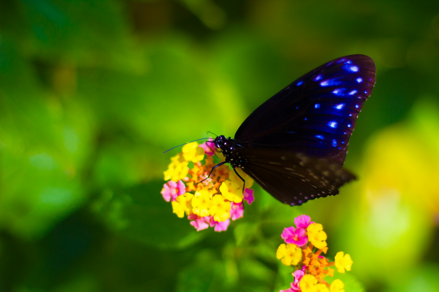 Mariposa negra con manchas azules posada sobre flores coloridas
