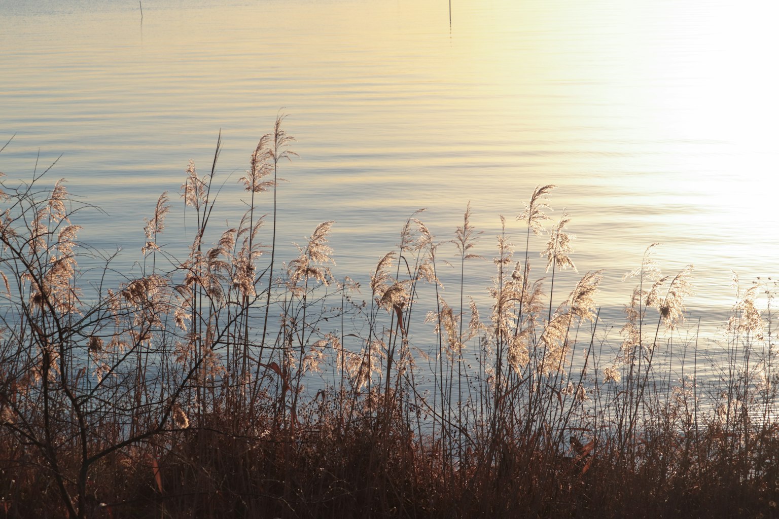 平靜水面映照日落與柔和植物