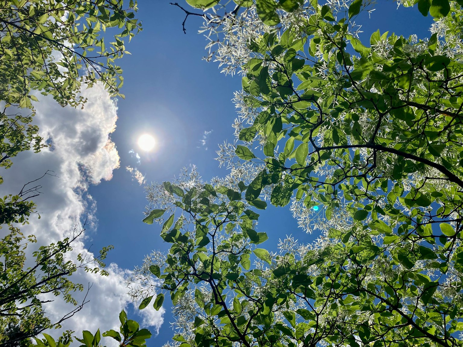 Hojas verdes enmarcando un sol brillante en un cielo azul con nubes blancas