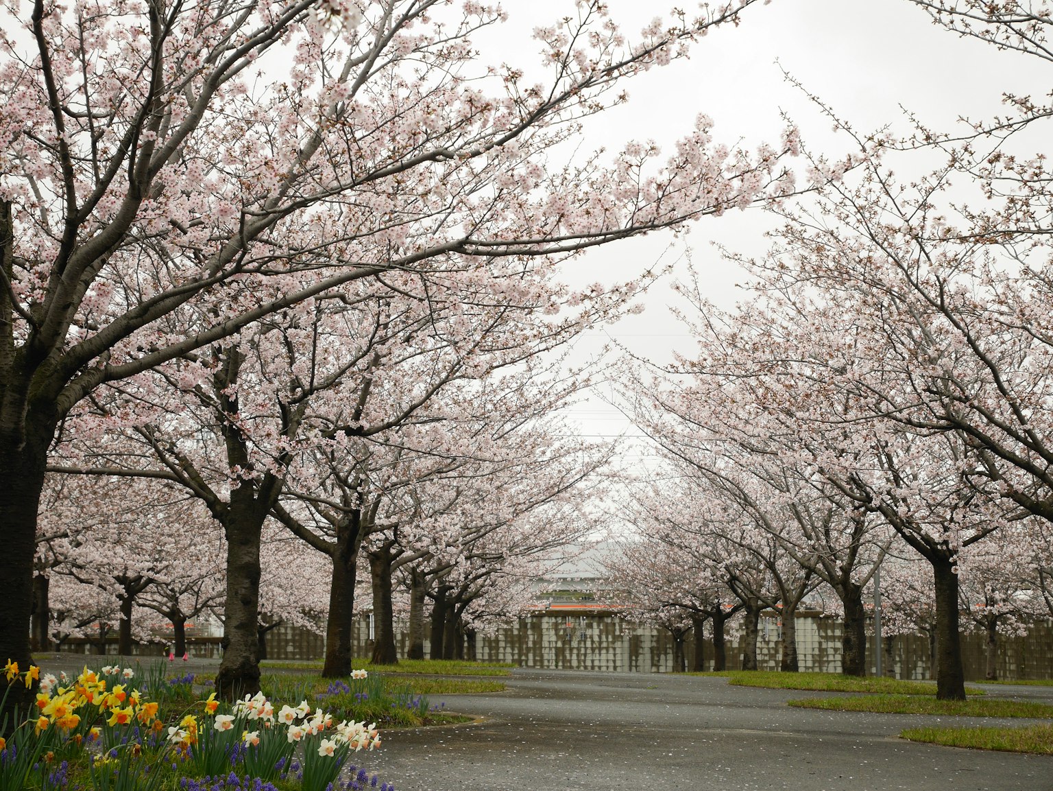 ทางเดินที่มีทิวทัศน์สวยงามเรียงรายด้วยต้นซากุระและทิวลิปหลากสี