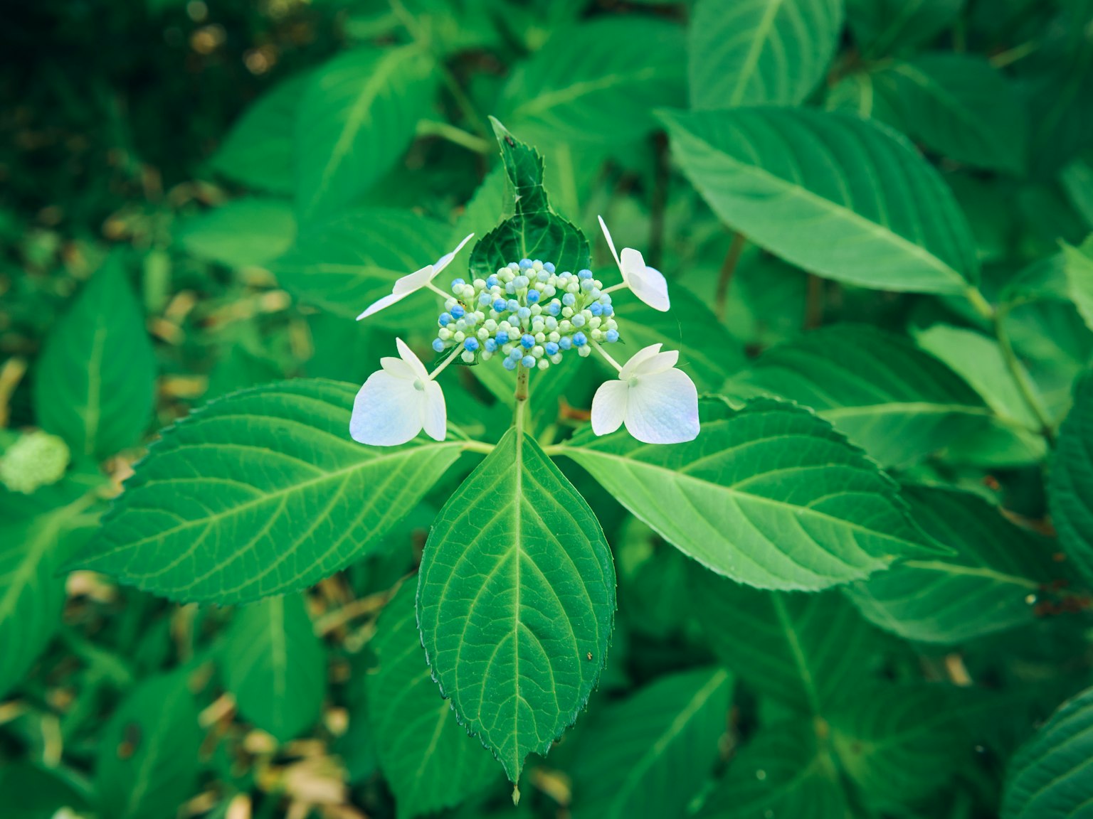 Nahaufnahme einer Pflanze mit weißen Blüten, umgeben von grünen Blättern