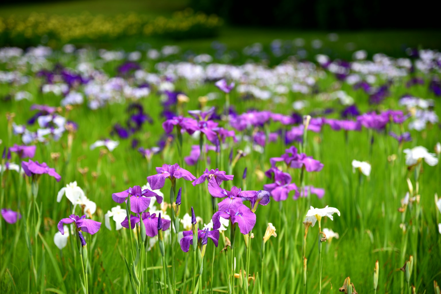 Field of purple and white flowers with lush green grass