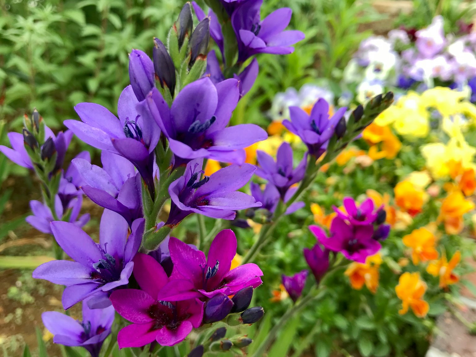 Flores moradas y rosas vibrantes en un jardín