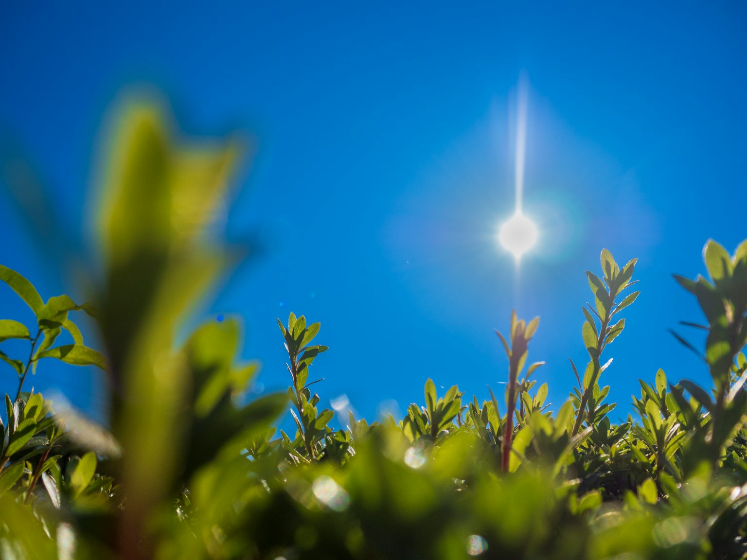 Sole che splende su foglie verdi vivaci contro un cielo blu chiaro