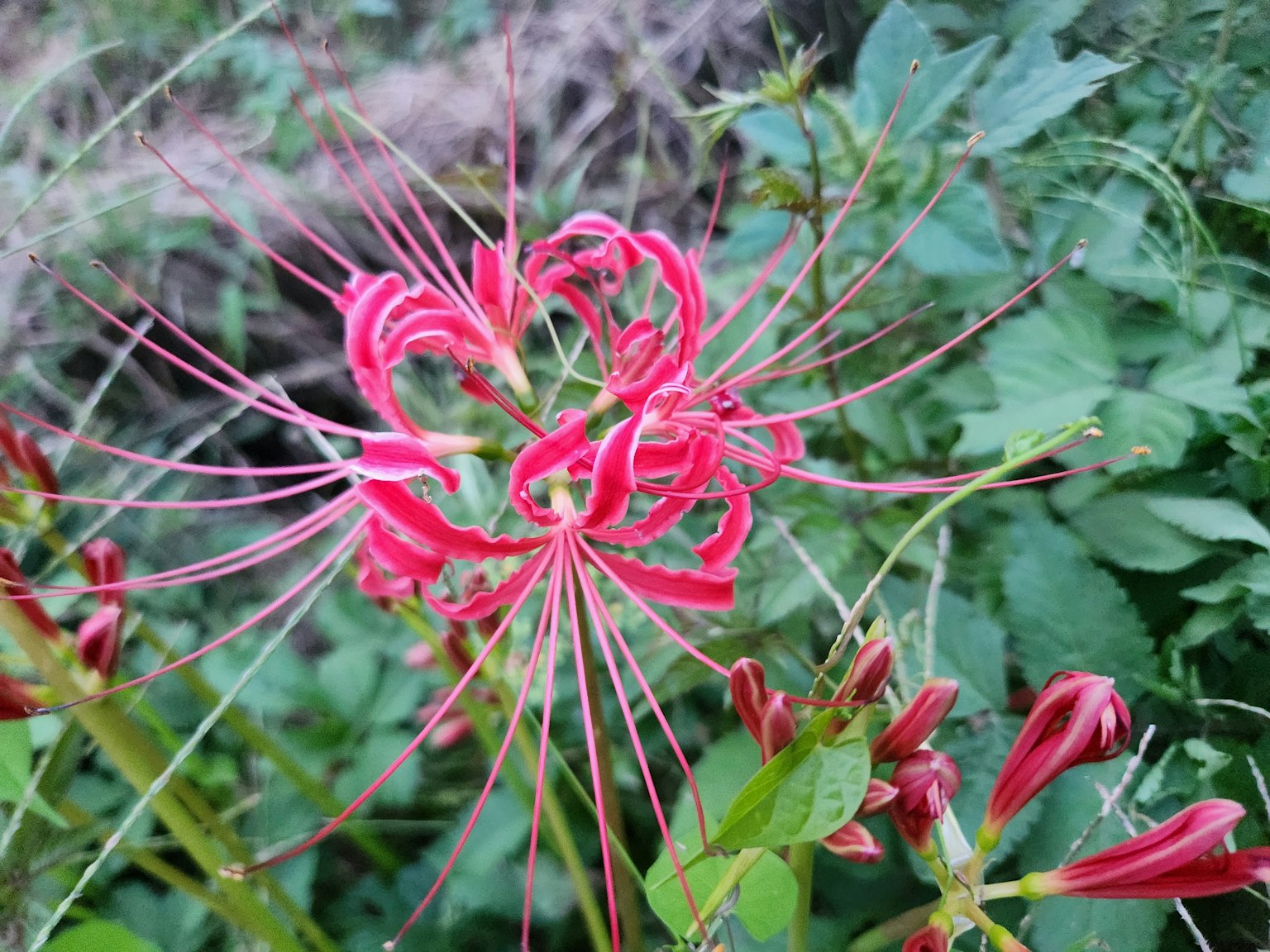 特写一朵独特的红色花瓣和长雄蕊的花
