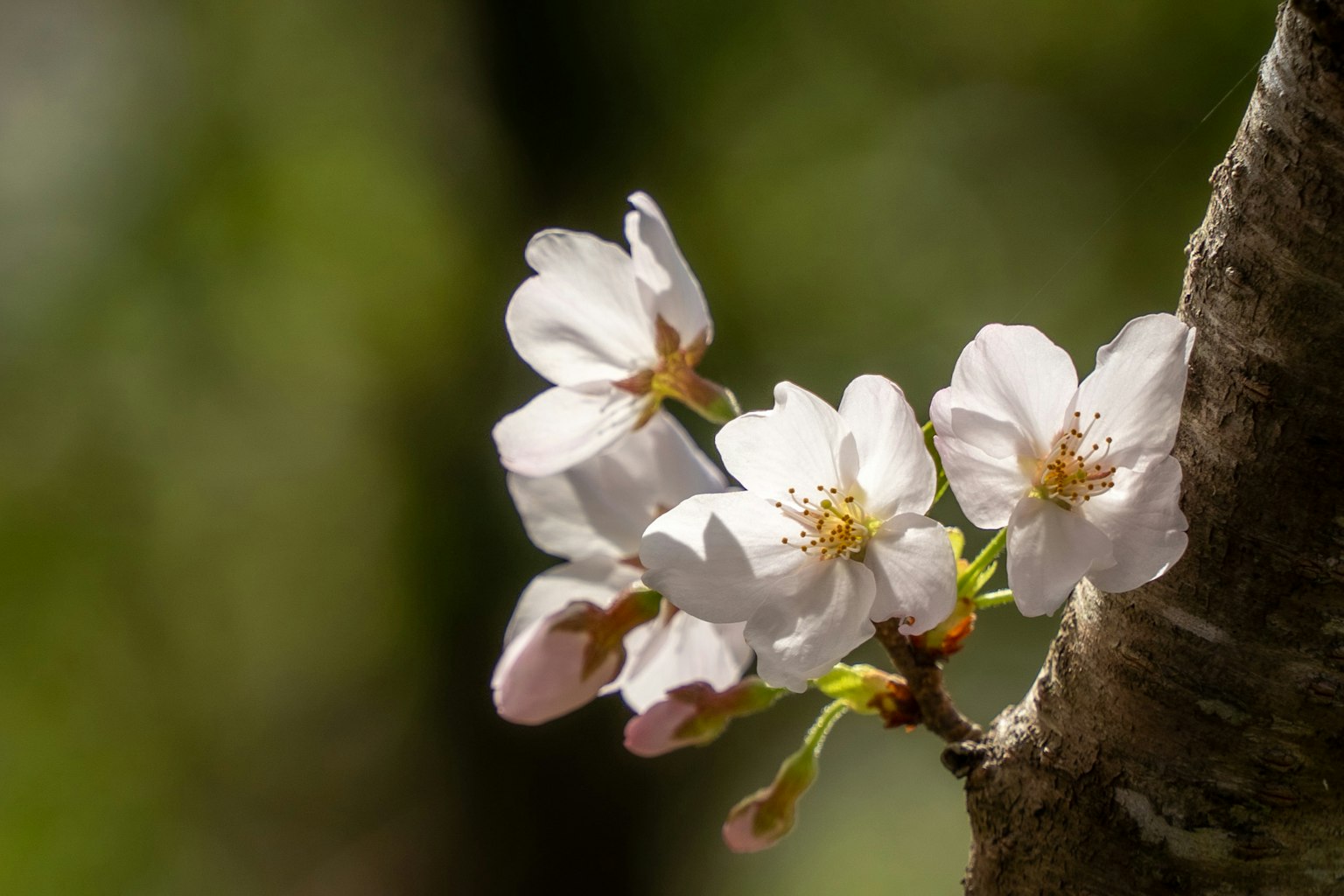 Primo piano di fiori di ciliegio in fiore