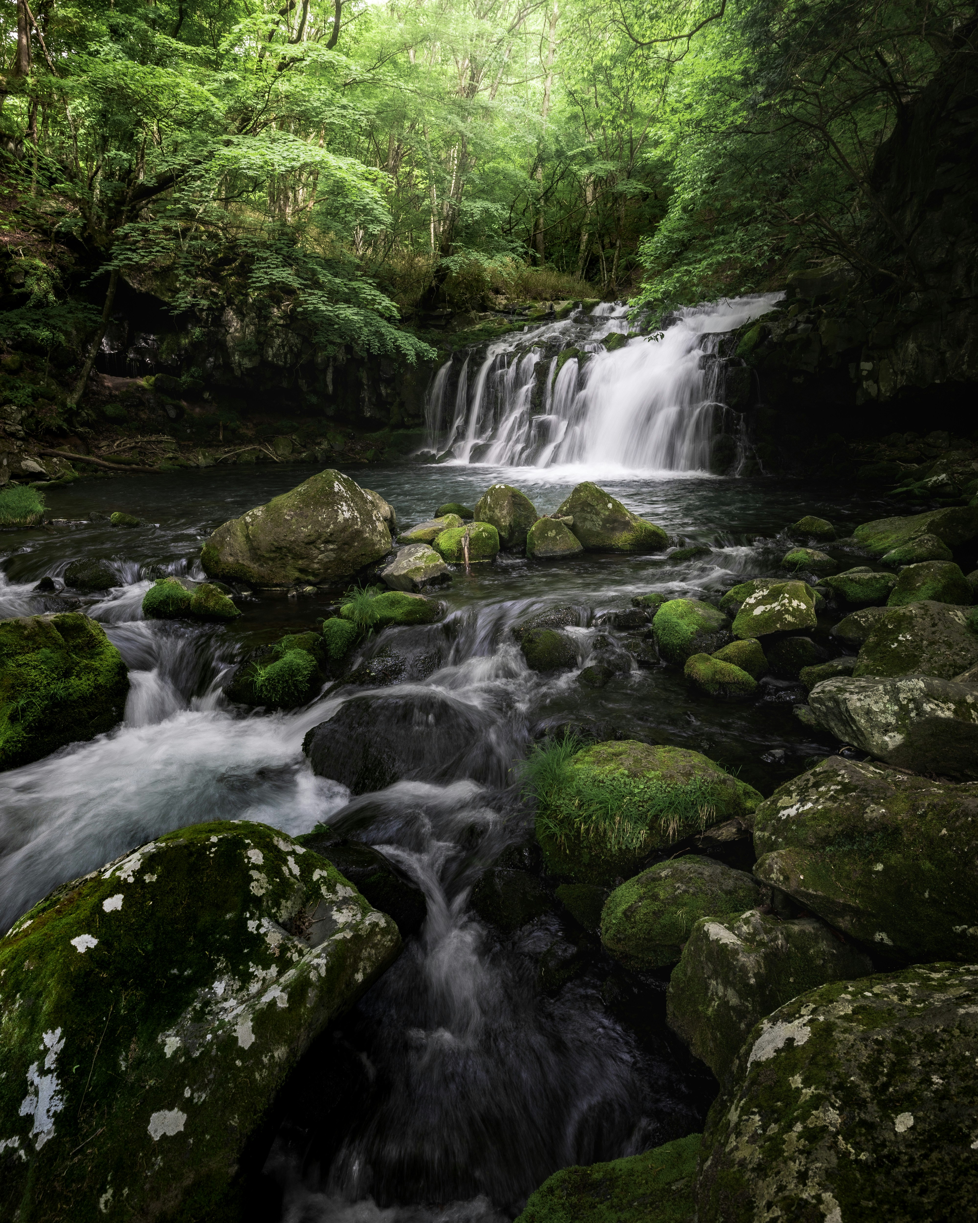 cascada en el bosque con rocas cubiertas de musgo y arroyo