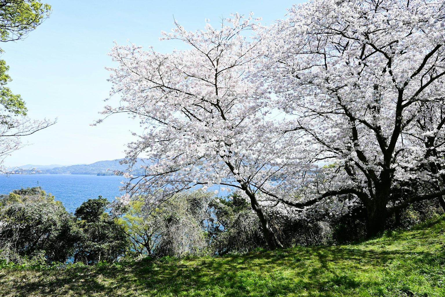 Alberi di ciliegio in fiore che sovrastano il mare con un prato verde
