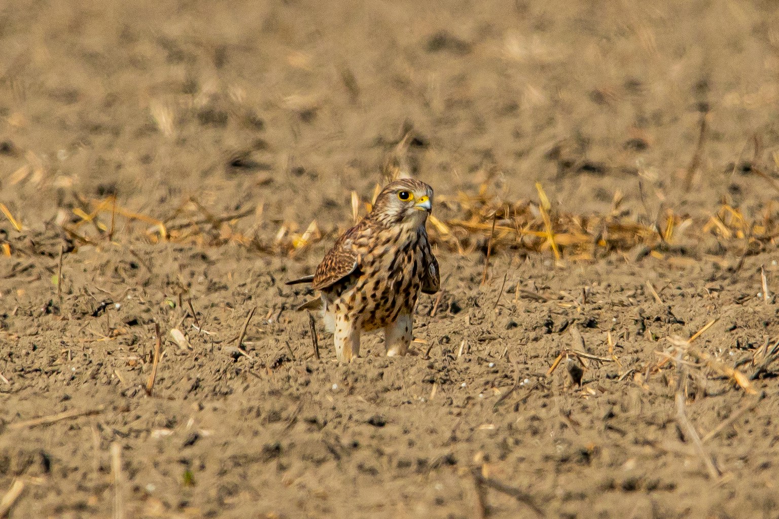 Ein kleiner Vogel steht auf trockenem Boden