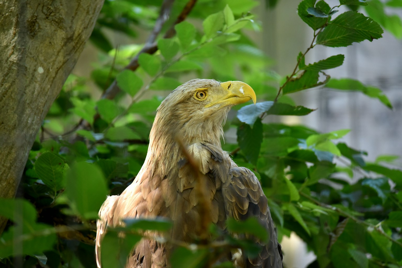 Visage d'aigle parmi les feuilles vertes