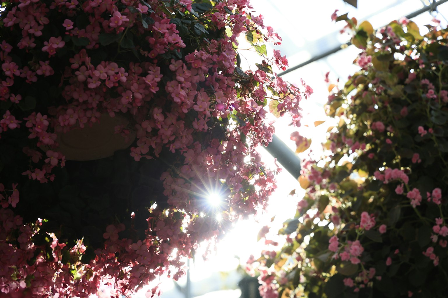Fiori rosa appesi con la luce del sole che passa
