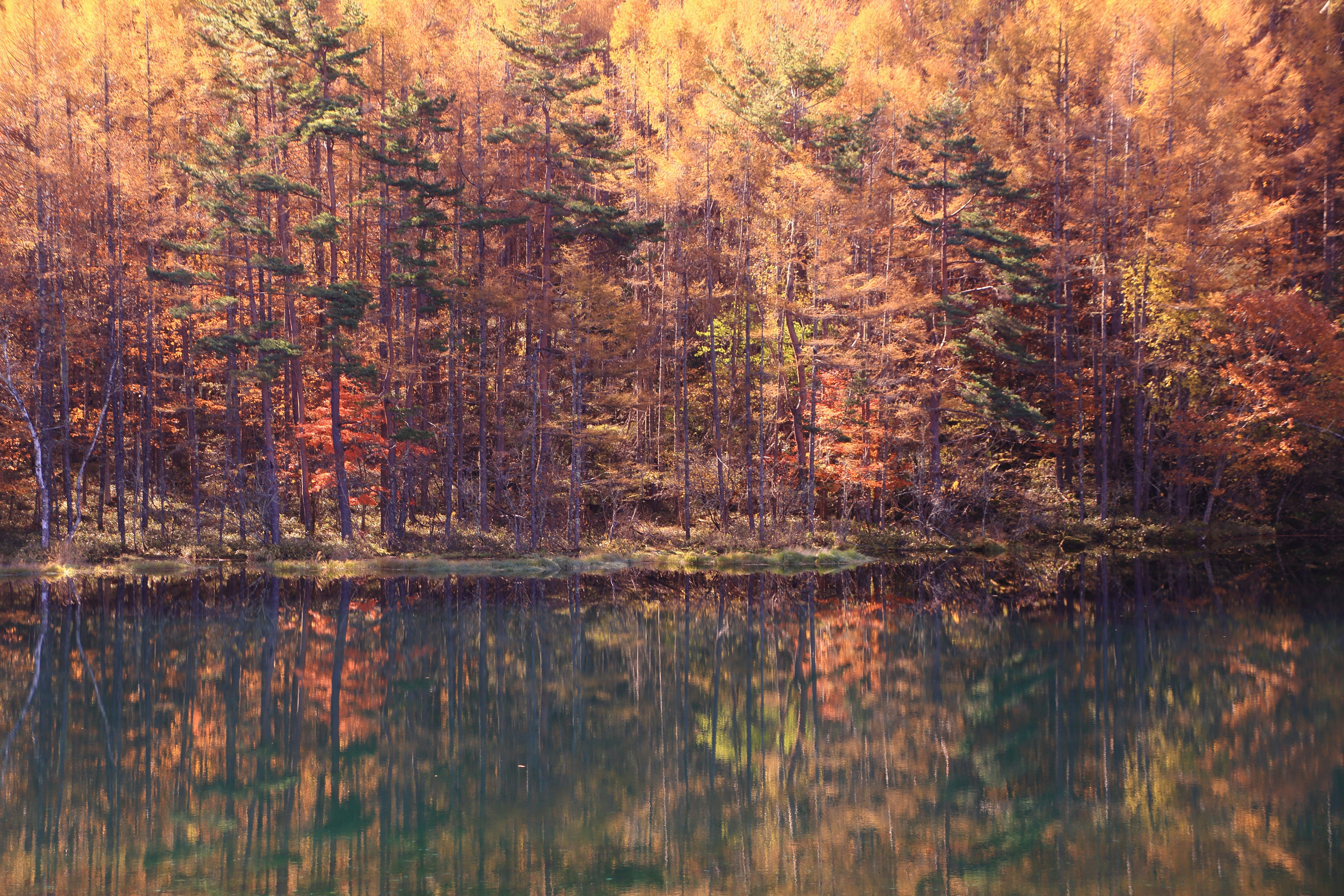 autumn forest with trees reflected on a calm lake surface