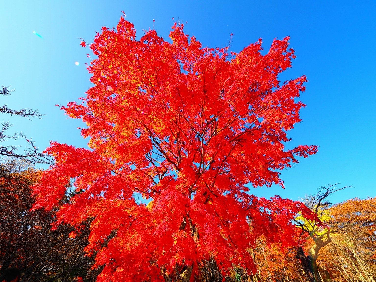 Arbre aux feuilles rouges vives contre un ciel bleu