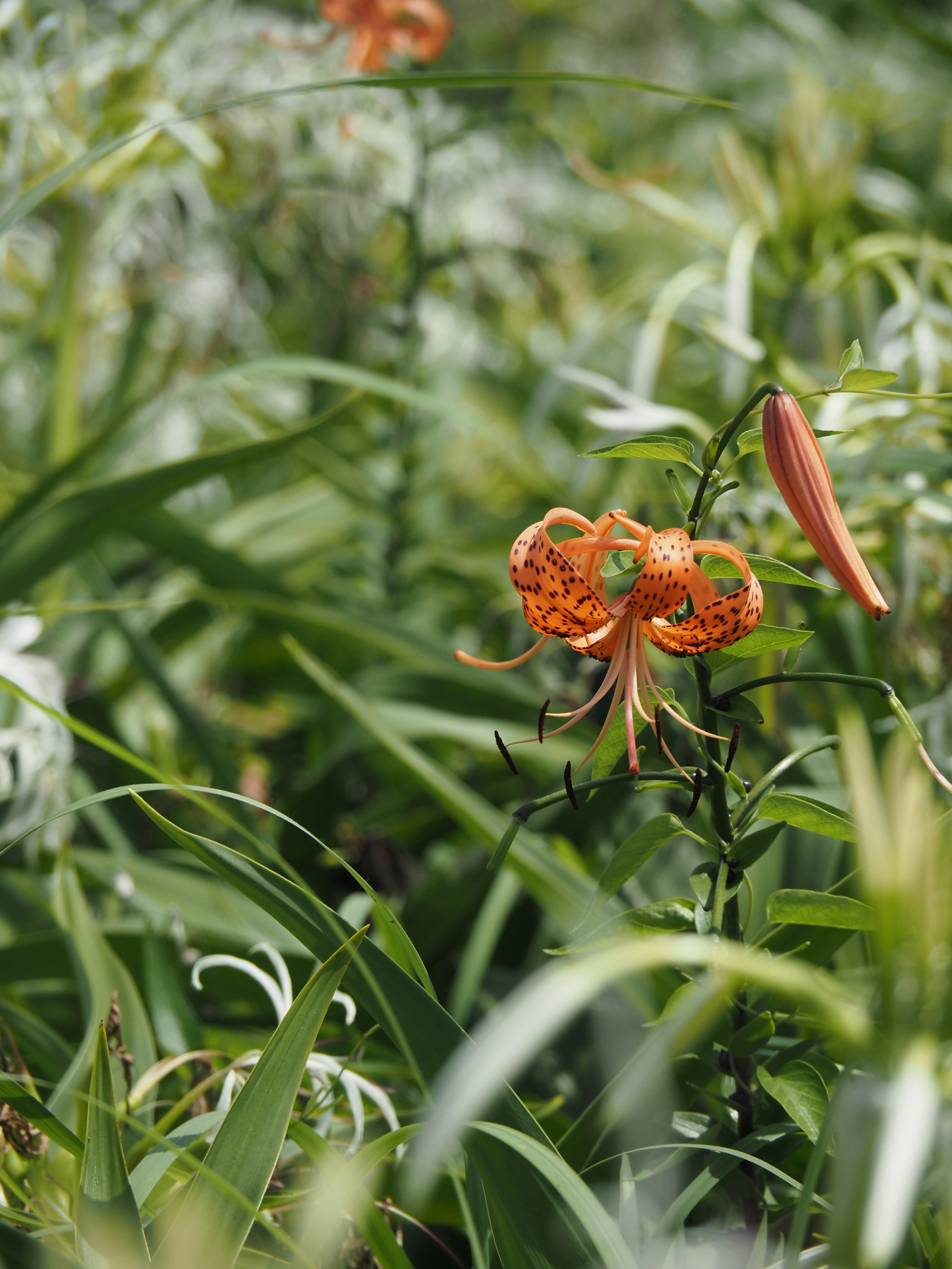 オニユリの花が草むらに咲く自然の風景