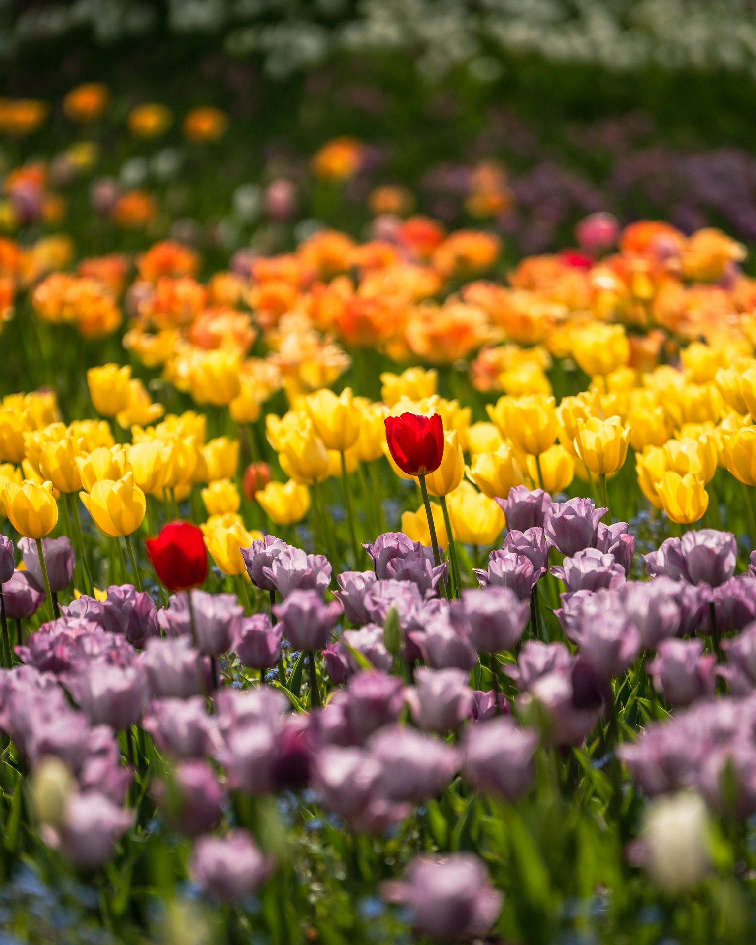 Ladang bunga berwarna-warni dengan tulip sebuah tulip merah menonjol di antara tulip kuning dan ungu