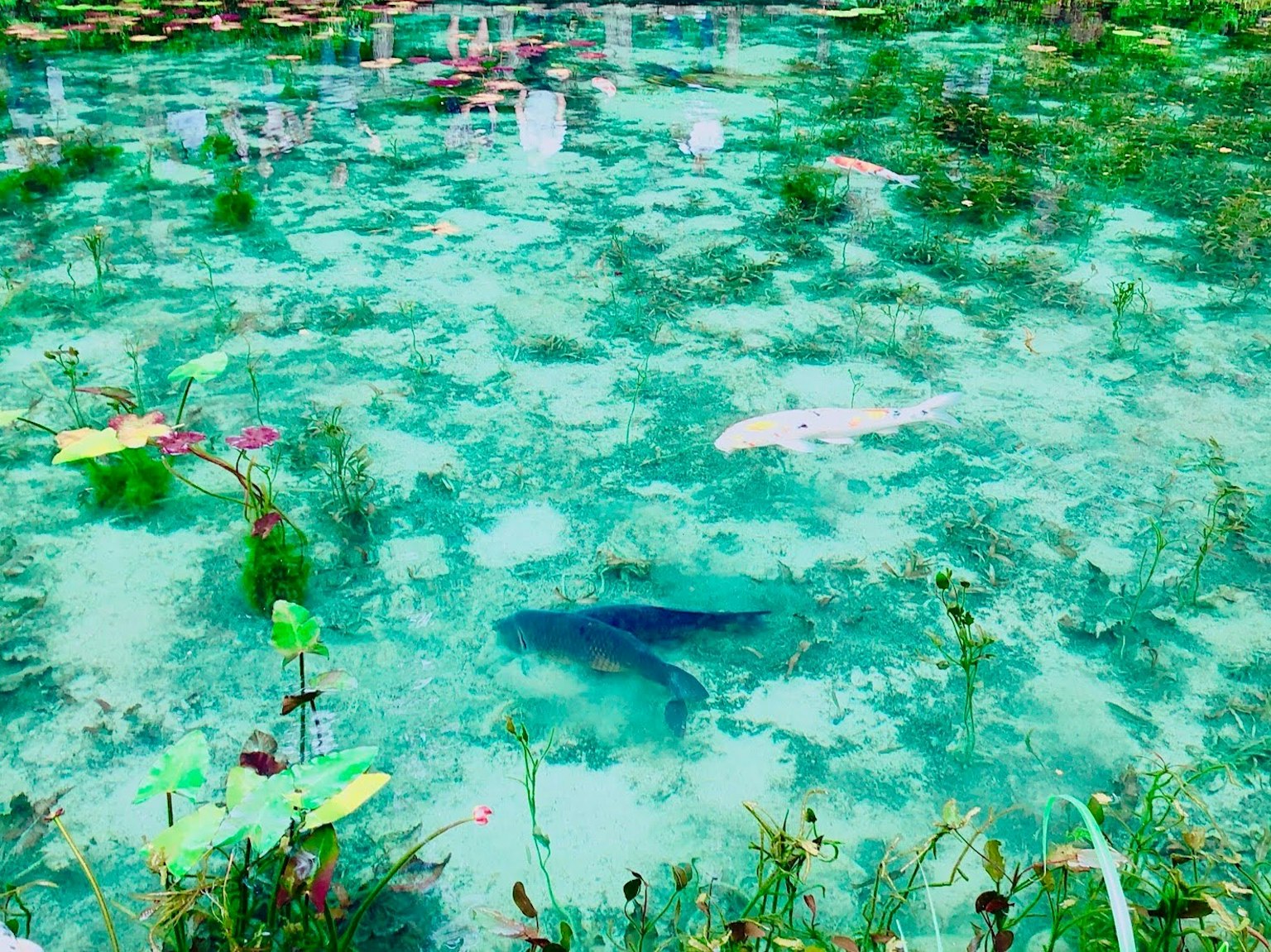 Un estanque vibrante con plantas acuáticas verdes y peces coloridos