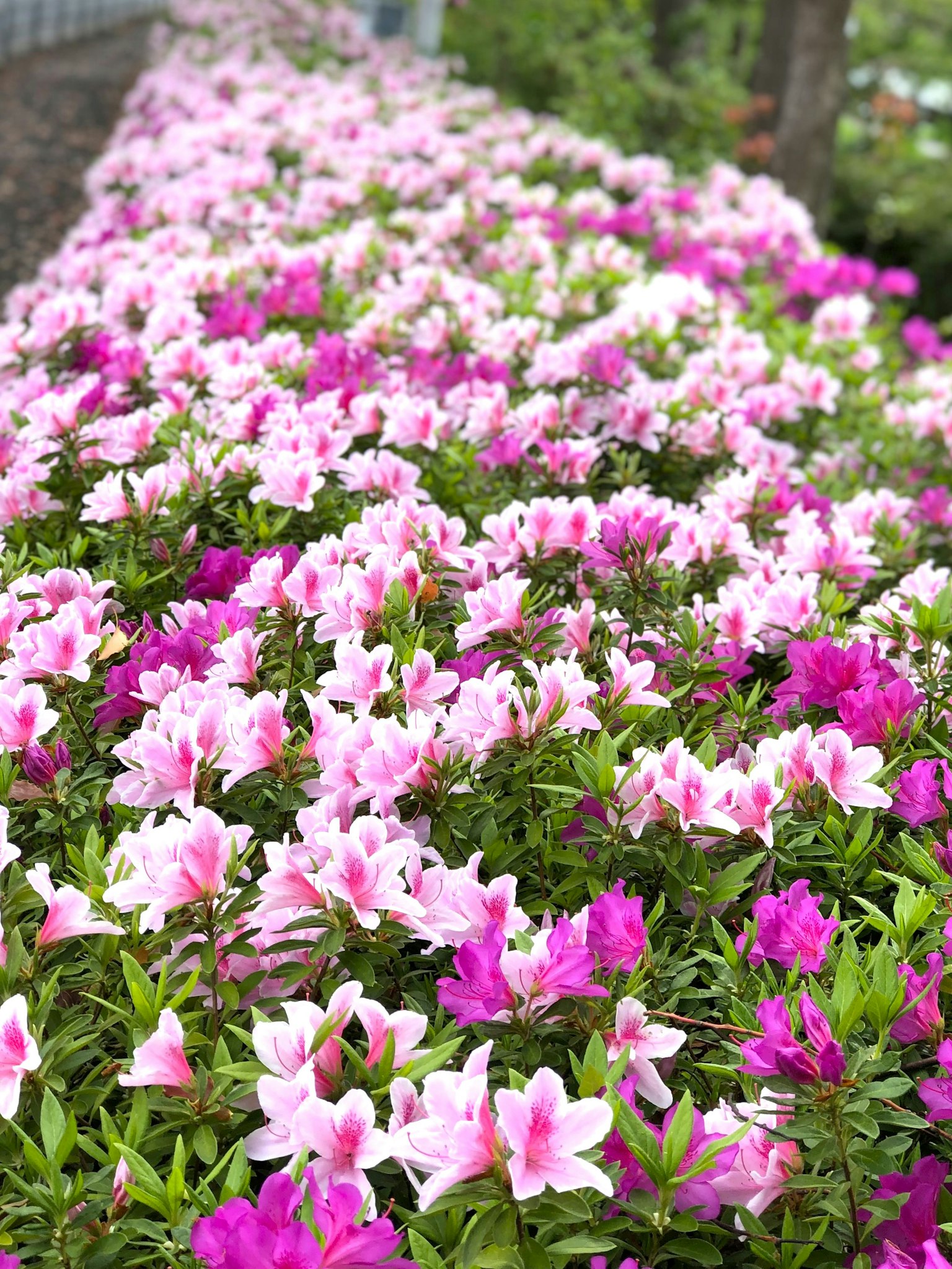 A beautiful landscape with blooming azalea flowers in various shades of pink