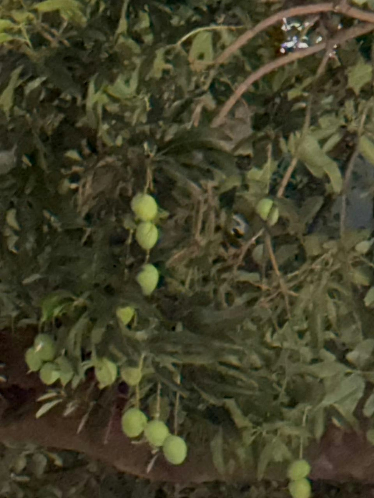 緑の果実がついた木の枝のクローズアップ