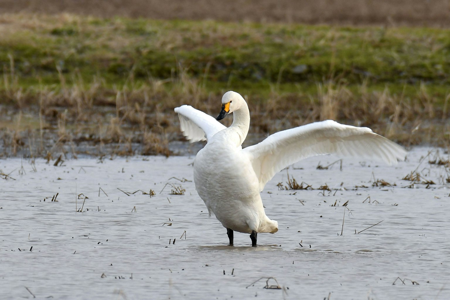 Un cigno che apre le ali sulla superficie dell'acqua
