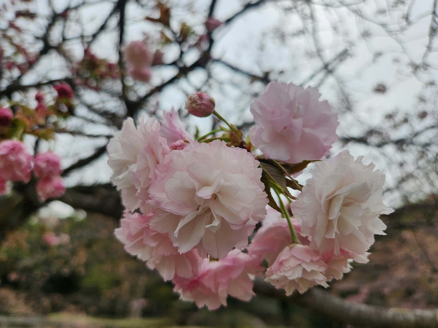 Foto close-up bunga sakura dengan warna pink lembut