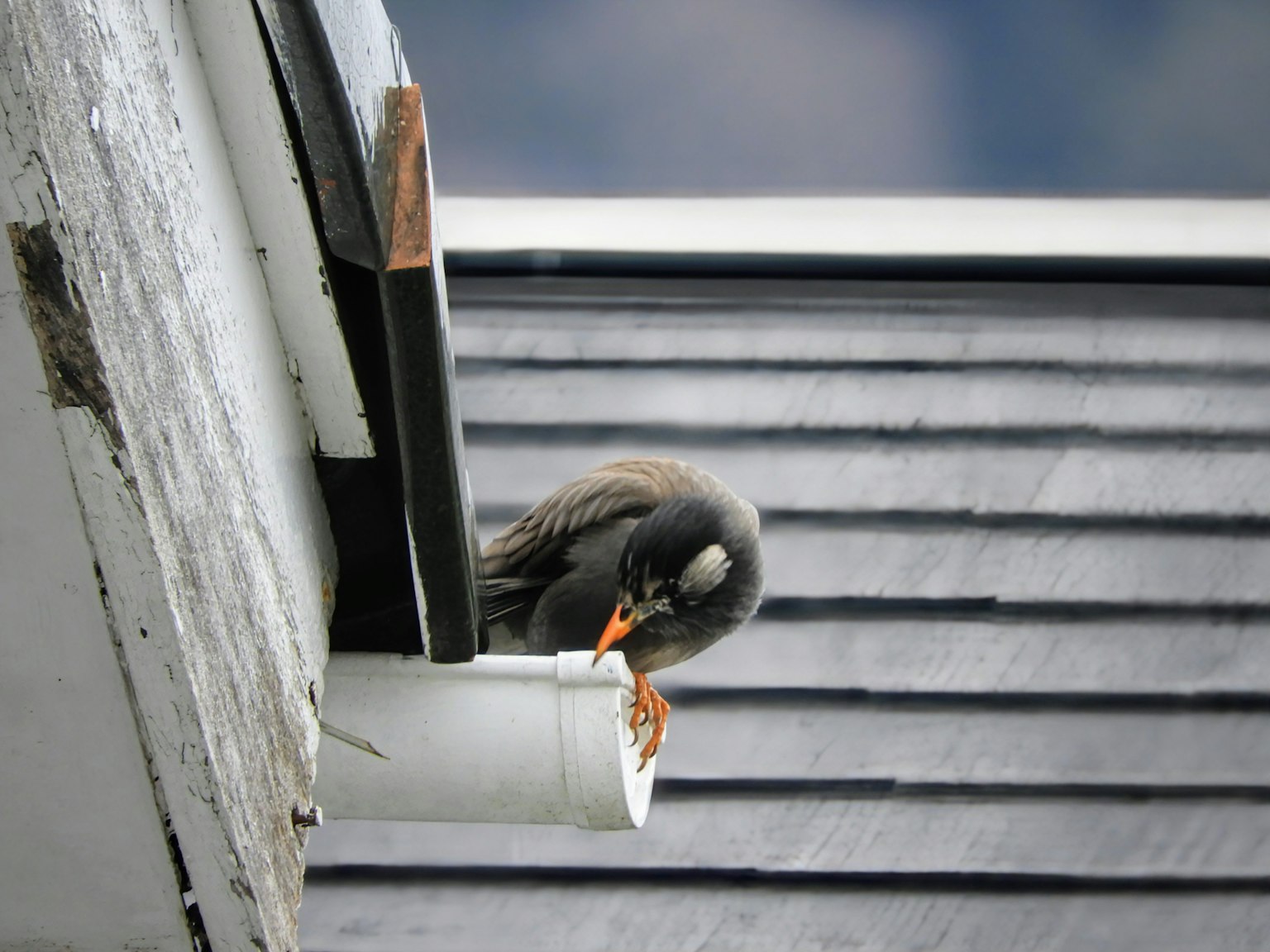 Un piccolo uccello che sbircia da un tubo di grondaia
