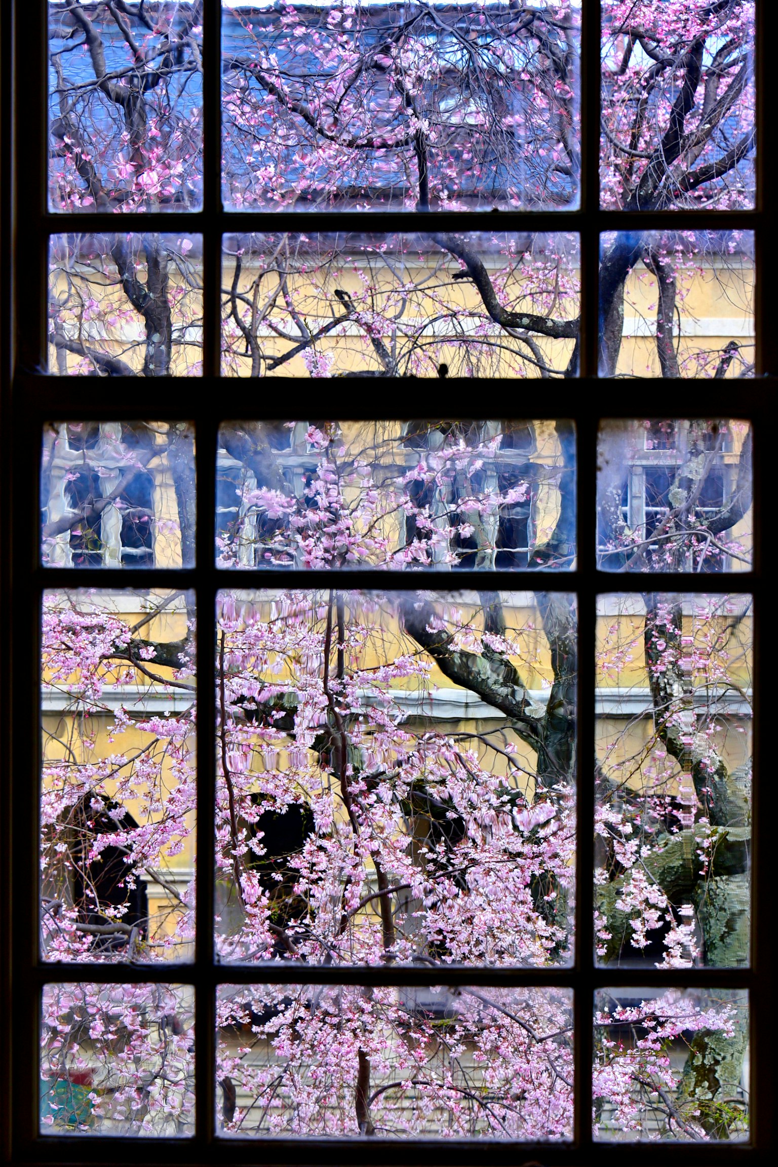 Blick auf Kirschblüten außerhalb eines Fensters mit rosa Blumen und einem gelben Gebäude