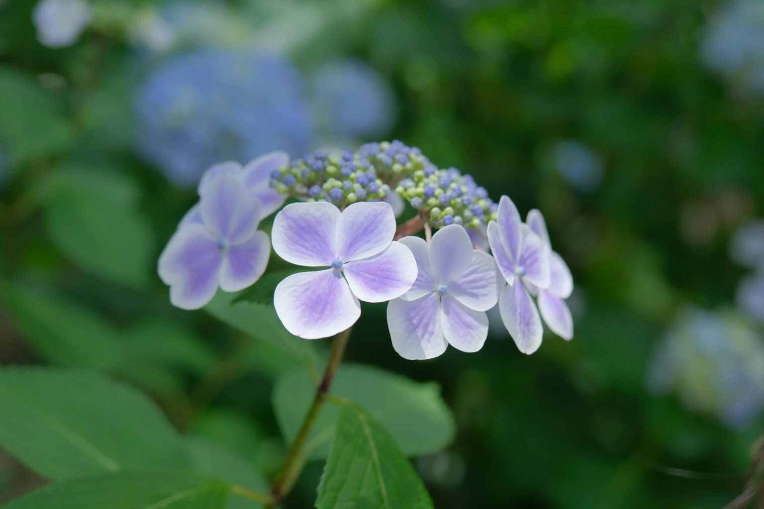 绣球花，蓝紫色花瓣在绿色背景上盛开