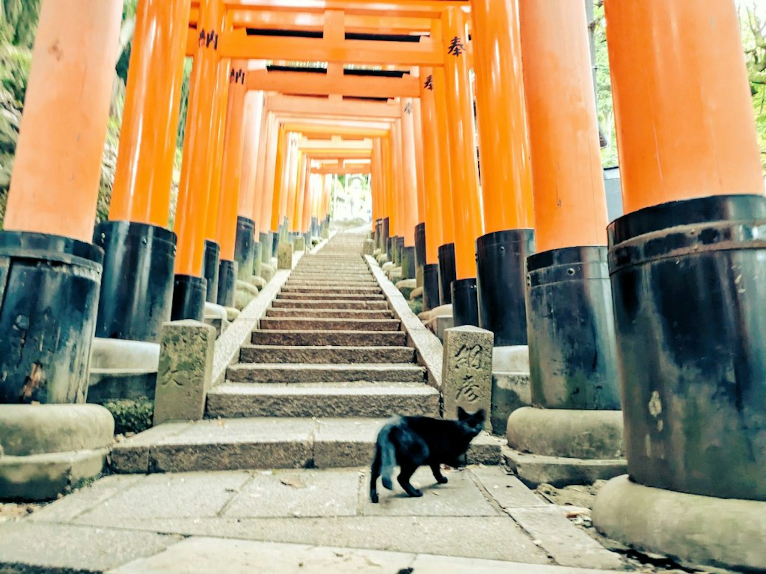 A black cat walking along stone steps lined with orange torii gates