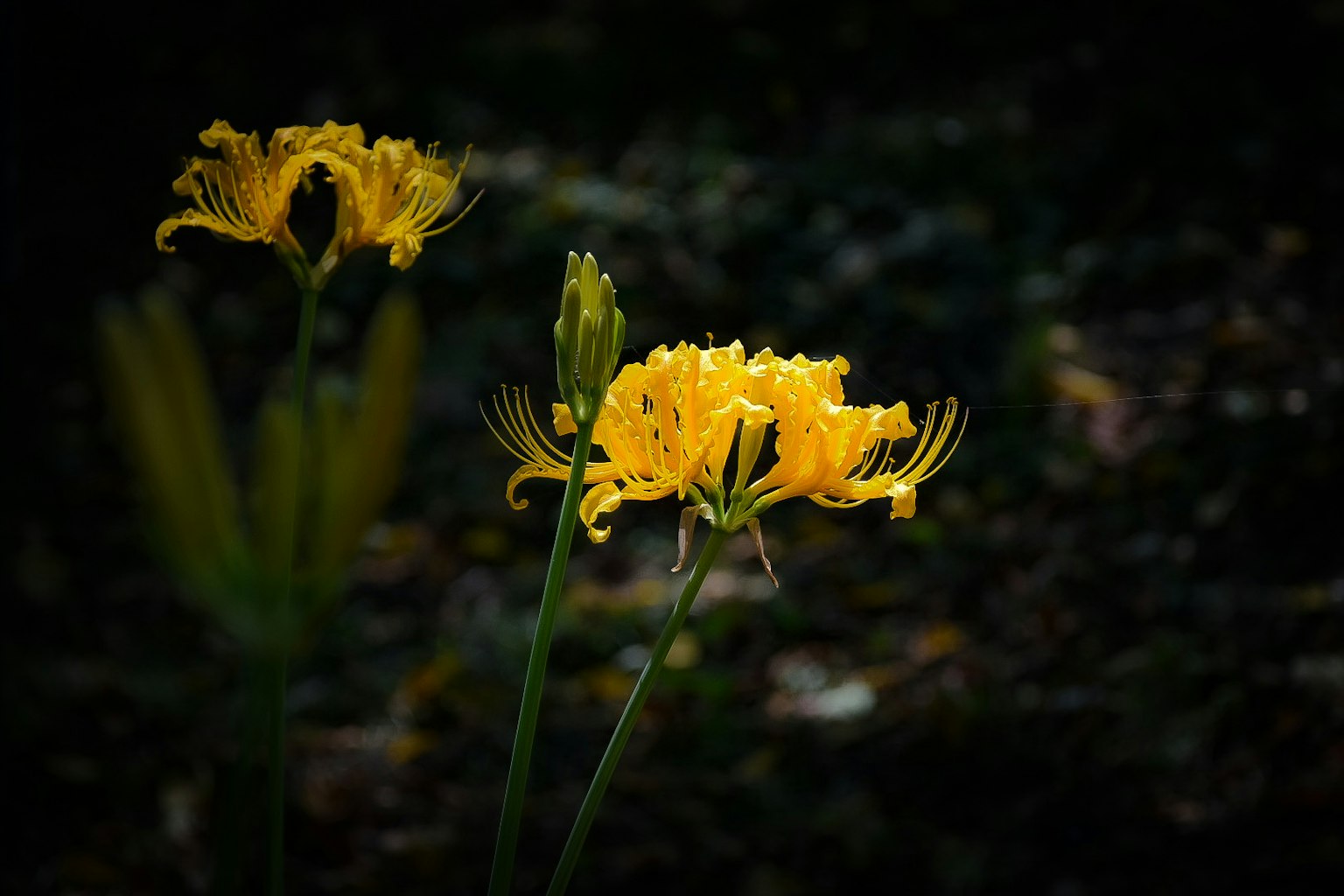 Yellow flowers blooming against a dark background