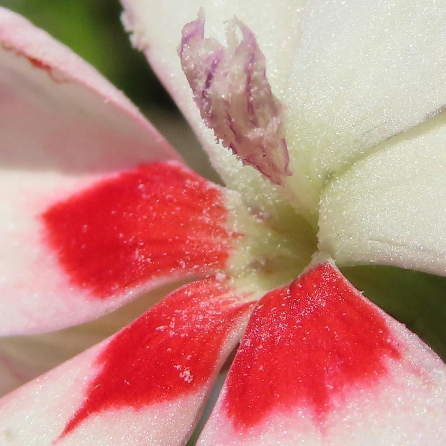 Gambar close-up kelopak bunga merah dan putih