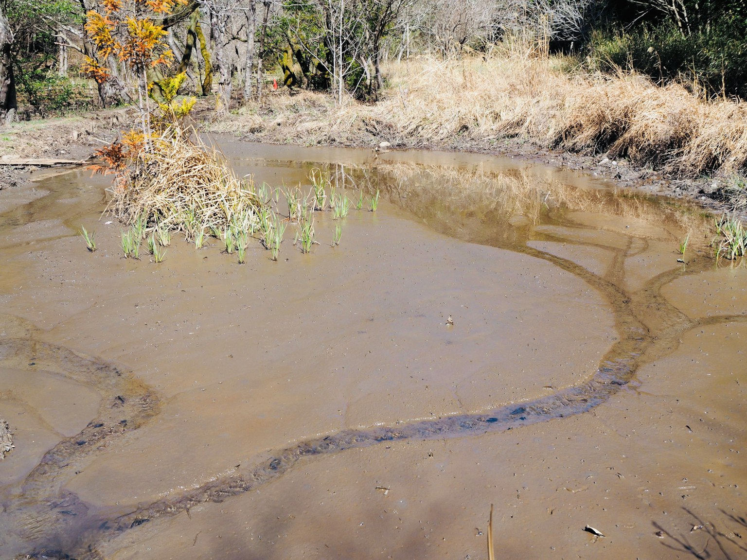 Étang de boue avec végétation environnante