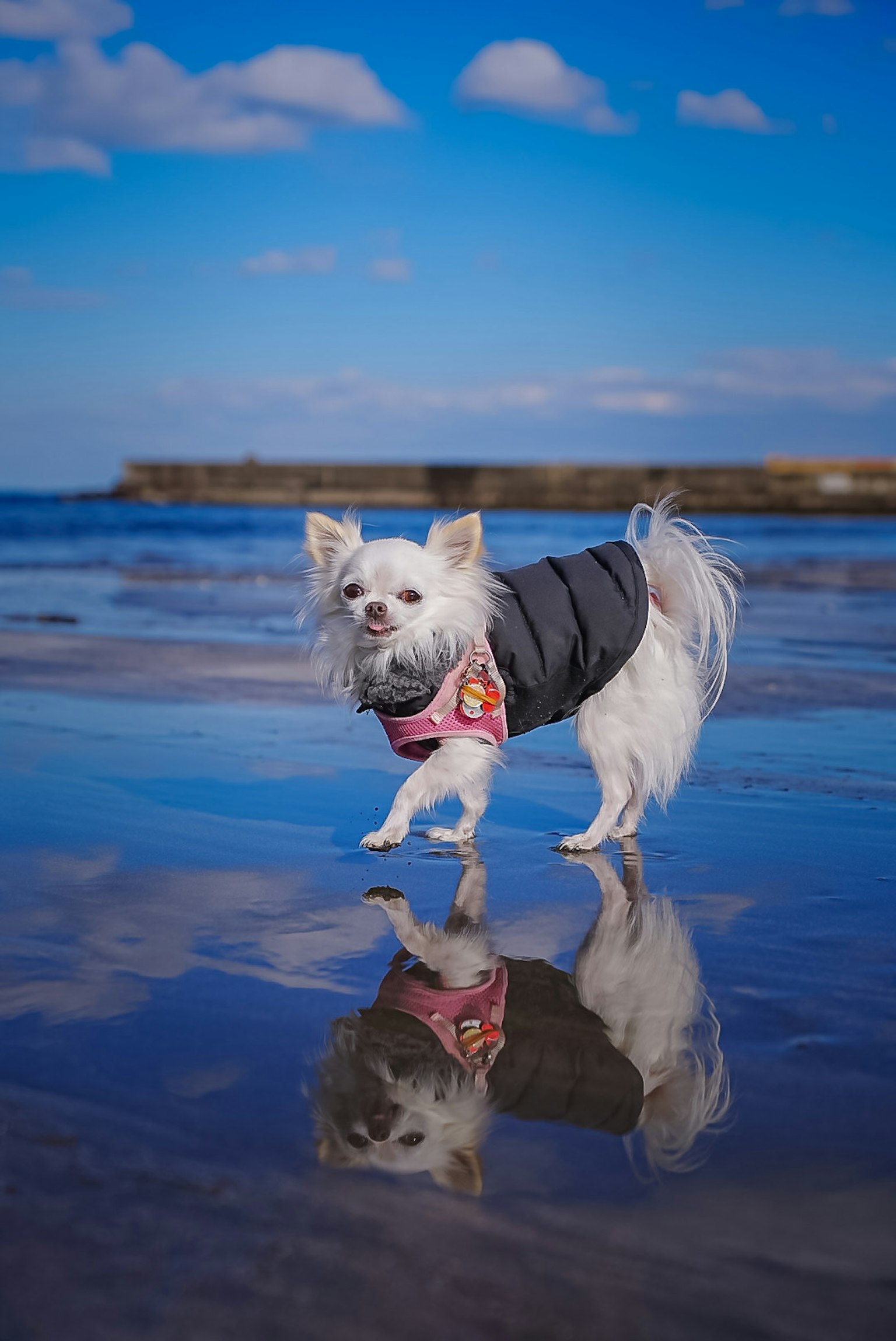 Perro pequeño con chaqueta negra caminando en la playa con reflejo en el agua
