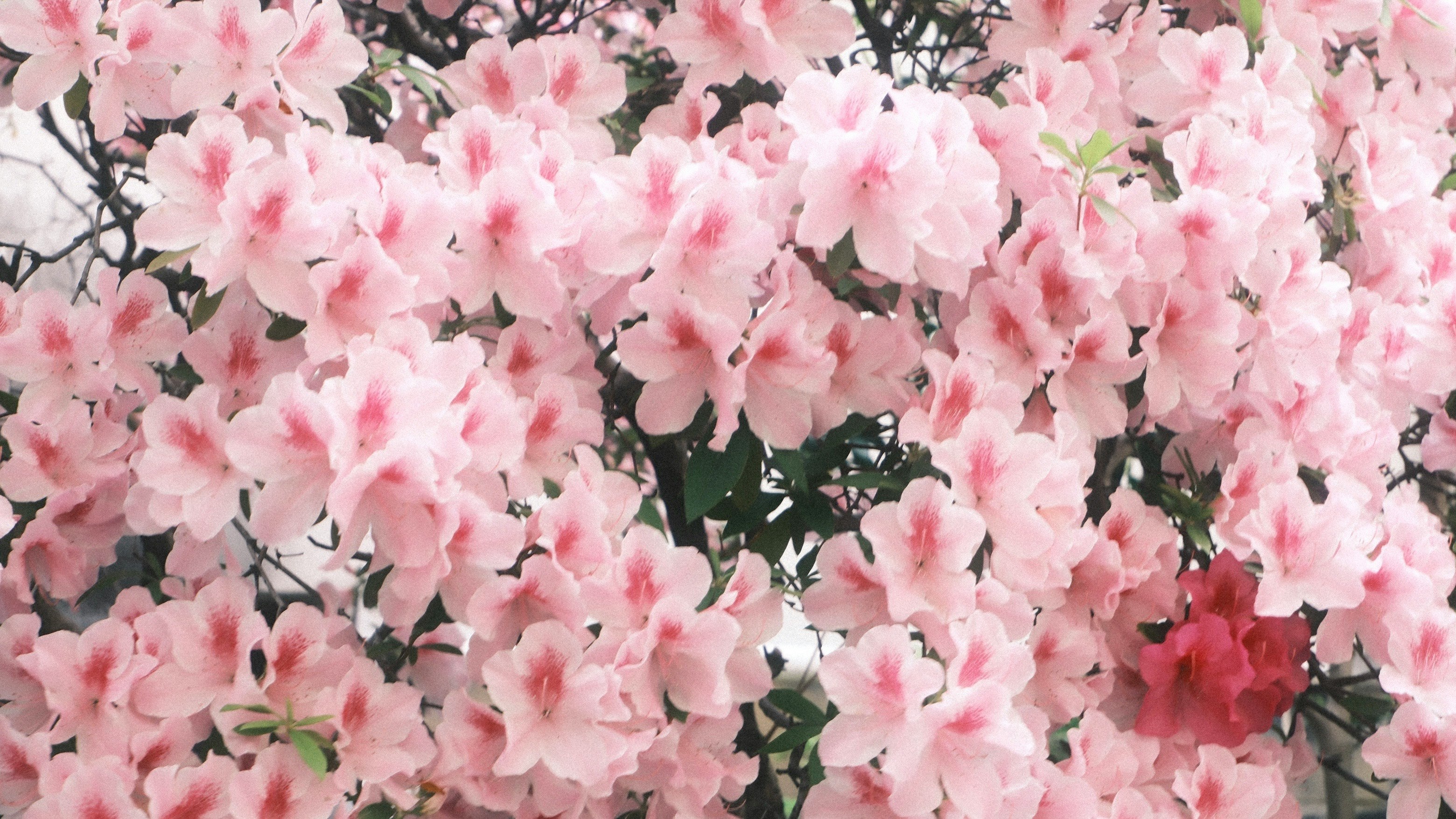 ピンクの花が咲き誇る桜の枝先